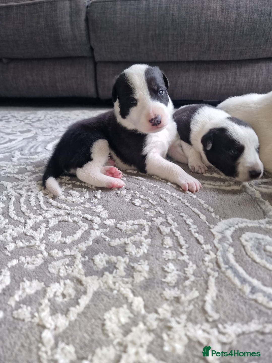 Mixed Breed dogs for sale: Chunky border collie cross puppies - Image 9