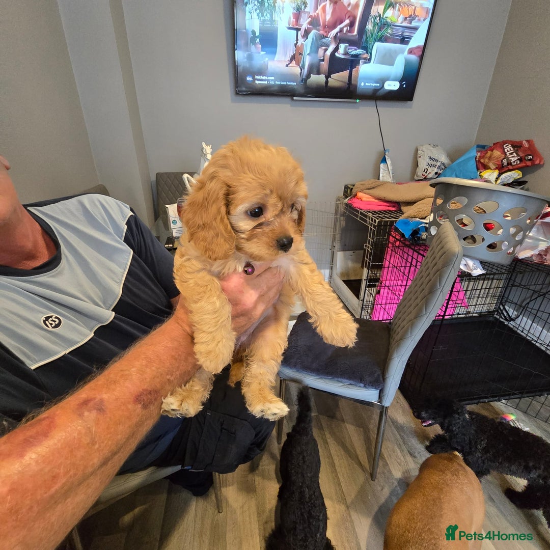 Cavapoo dogs for sale: TWO LITTLE FUR BABIES LEFT  - Image 29