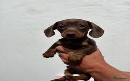 Miniature Dachshund dogs for sale: ONE LEFT Miniature Dachshund Chocolate girl  - Image 8