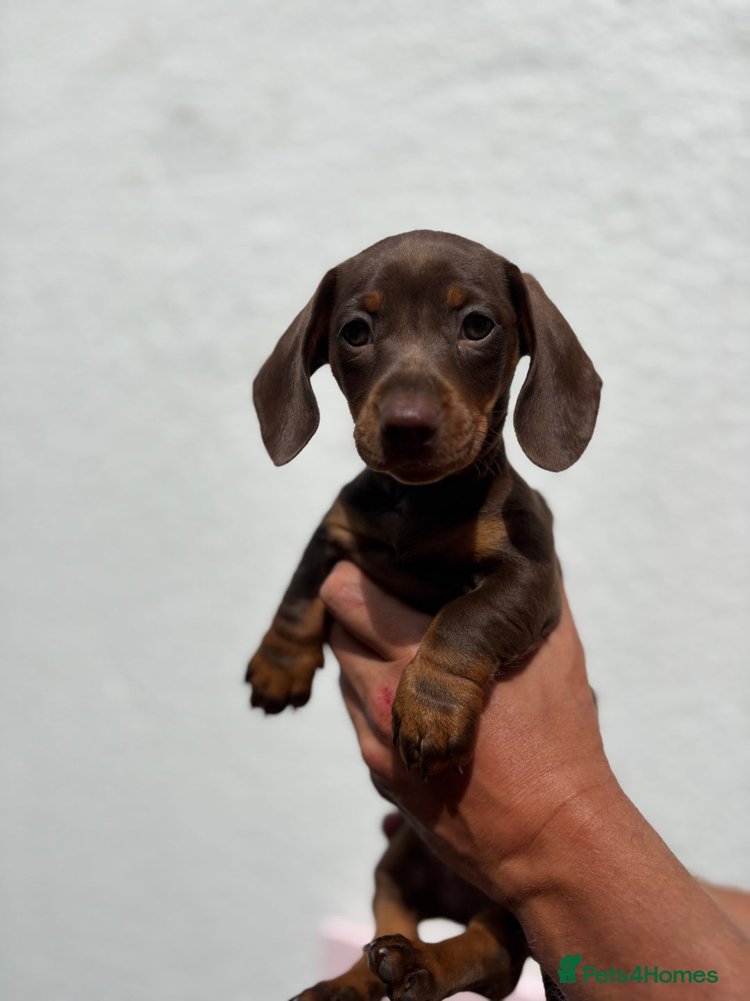 Miniature Dachshund dogs for sale: ONE LEFT Miniature Dachshund Chocolate girl  - Image 8