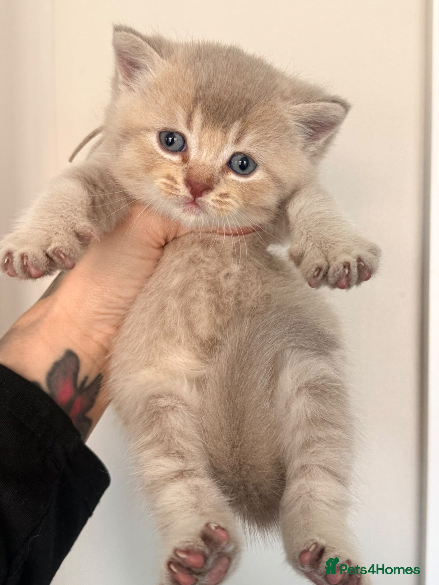British Shorthair cats British shorthair  - Advert 4
