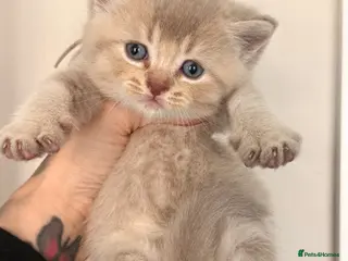 British Shorthair cats British shorthair - Advert 4