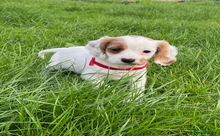 Cavapoo dogs - Advert 1