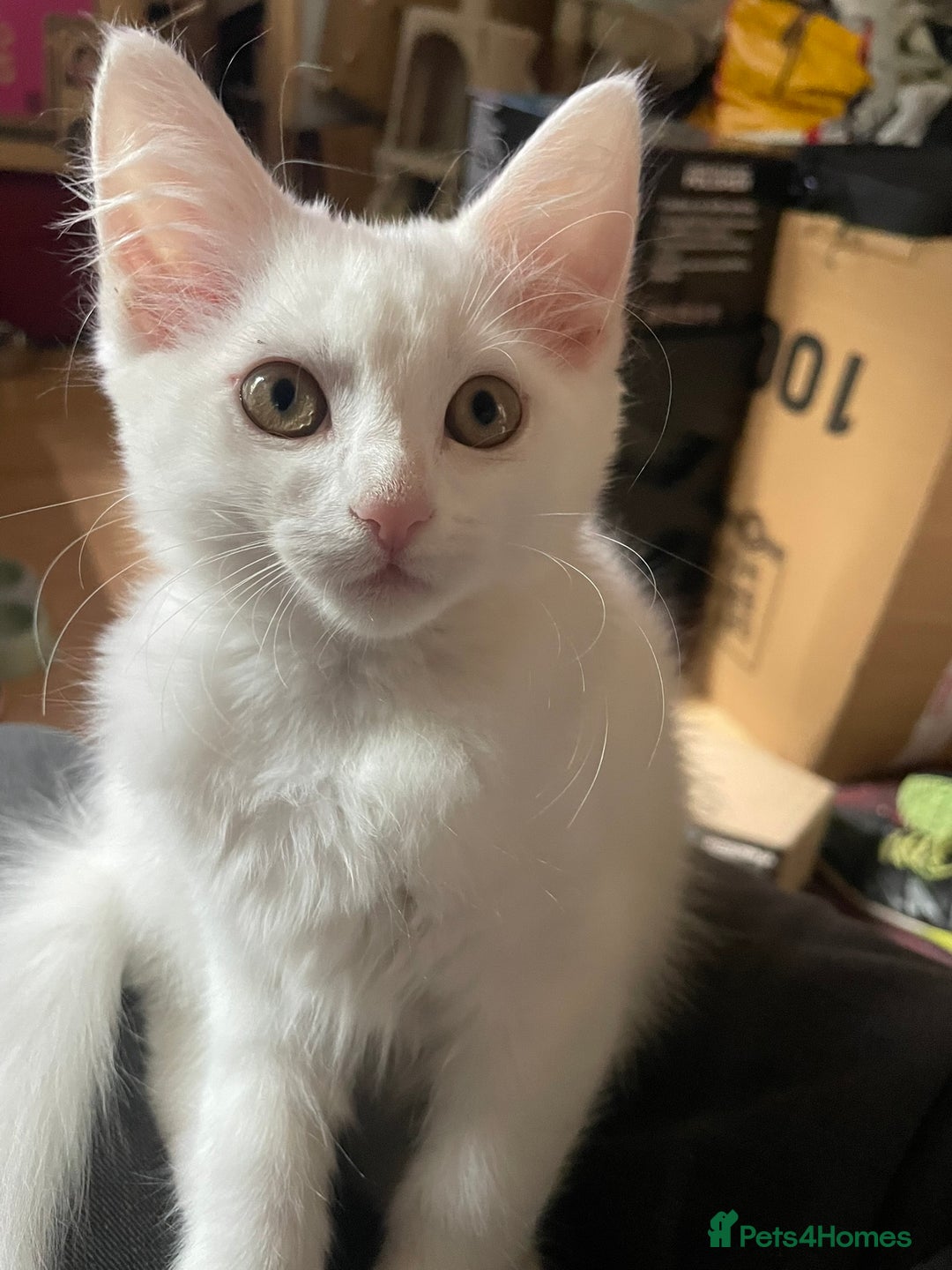 British Shorthair cats for sale:  4 Lovely Little One's - Image 4