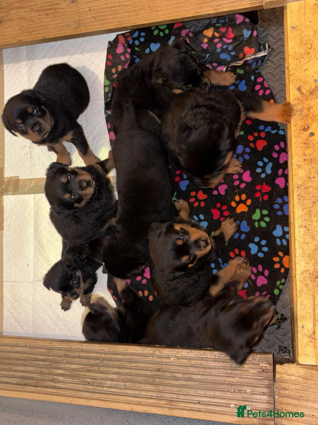 Rottweiler dogs for sale: Purebred Rottweiler Puppies ready to leave  - Advert 29