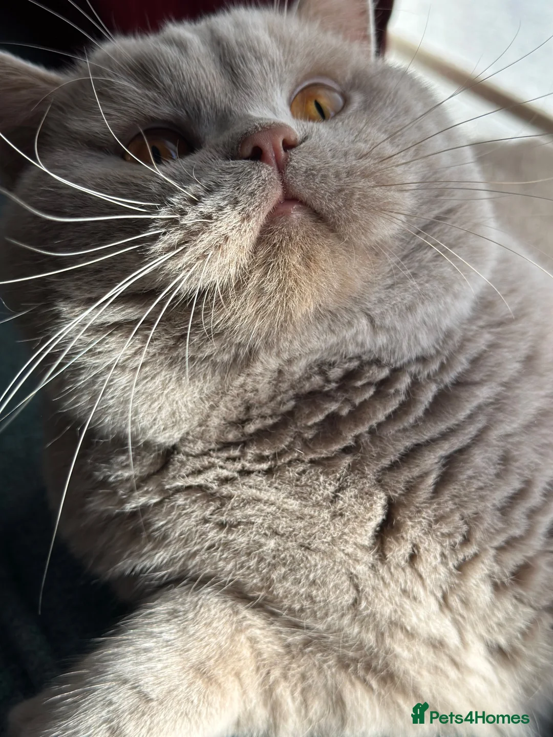 British Shorthair cats for stud: Stud service Fawn boy in Kenley - Advert 1