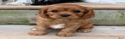 Cavalier King Charles Spaniel dogs for sale: Affectionate Cavalier King Charles Spaniel Puppies in Bolton - Advert 4