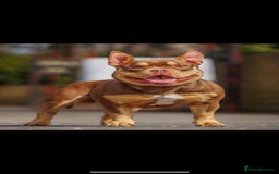 American Bully dogs for sale: Miniature micro bully puppies - Image 4