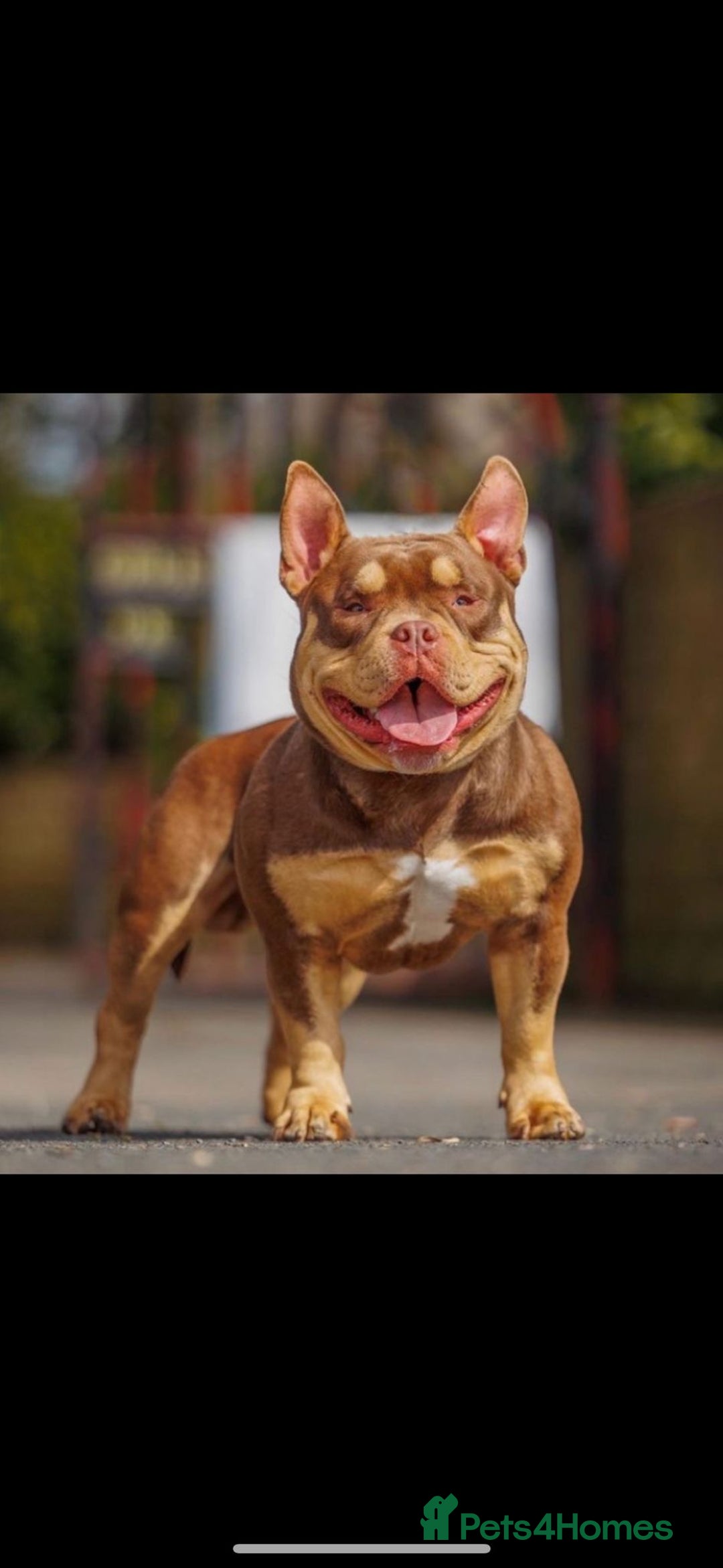 American Bully dogs for sale: Miniature micro bully puppies - Image 4