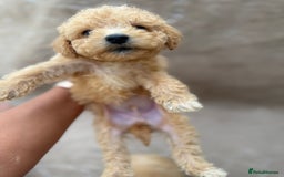 Maltipoo dogs for sale: Multipoo  - Image 11