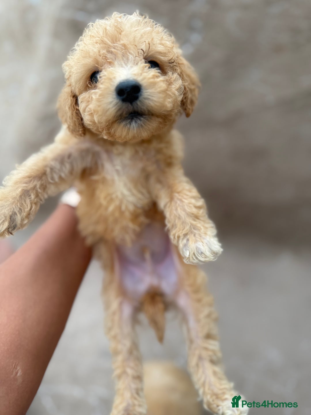 Maltipoo dogs for sale: Multipoo  - Image 11