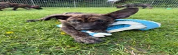 Belgian Shepherd Dog dogs for sale: Dutch Shepherd Puppies - Advert 13