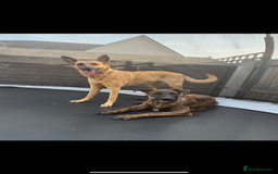 Mixed Breed dogs for sale: Beautiful Max needing new home  - Image 2