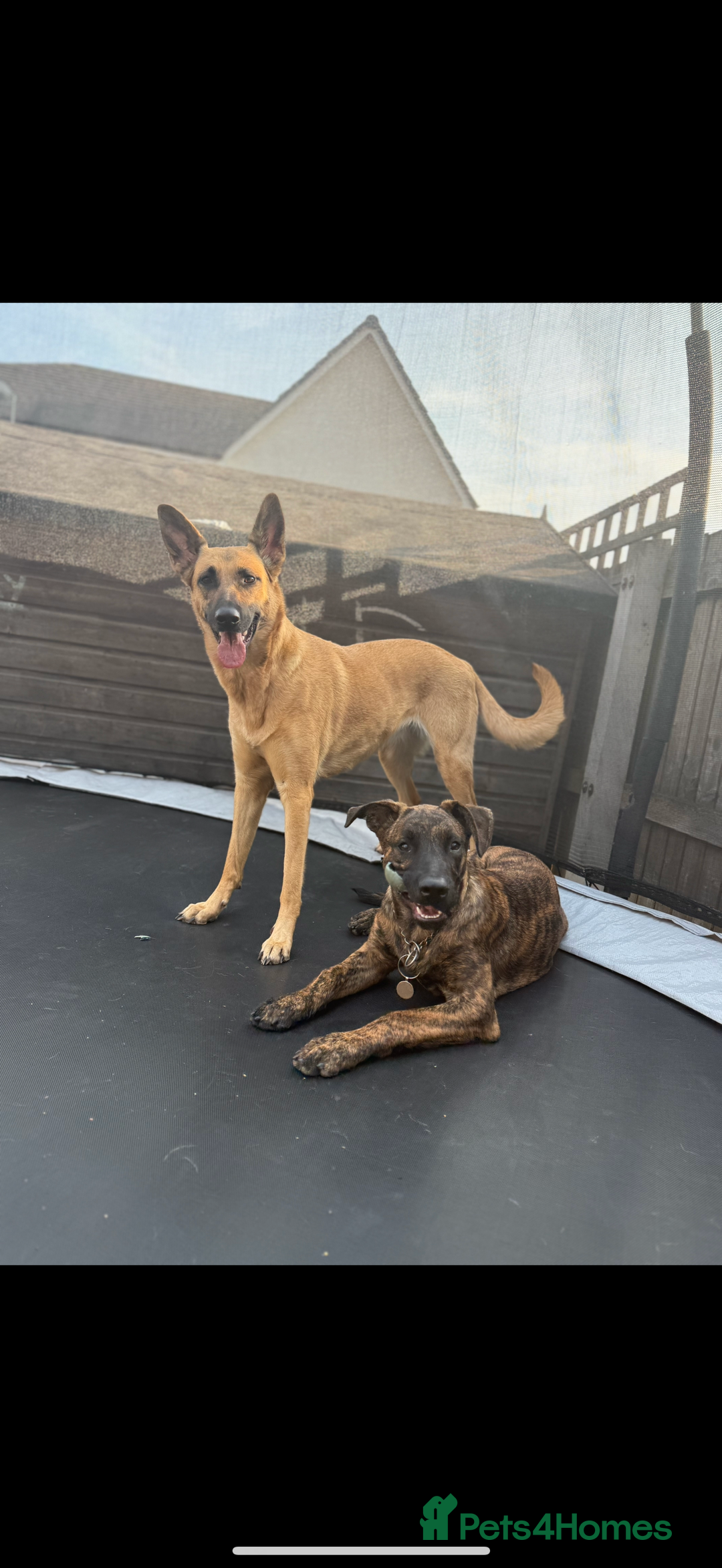 Mixed Breed dogs for sale: Beautiful Max needing new home  - Image 2