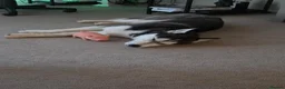 Siberian Husky dogs for sale: Siberian husky for sale  in Exeter - Advert 8