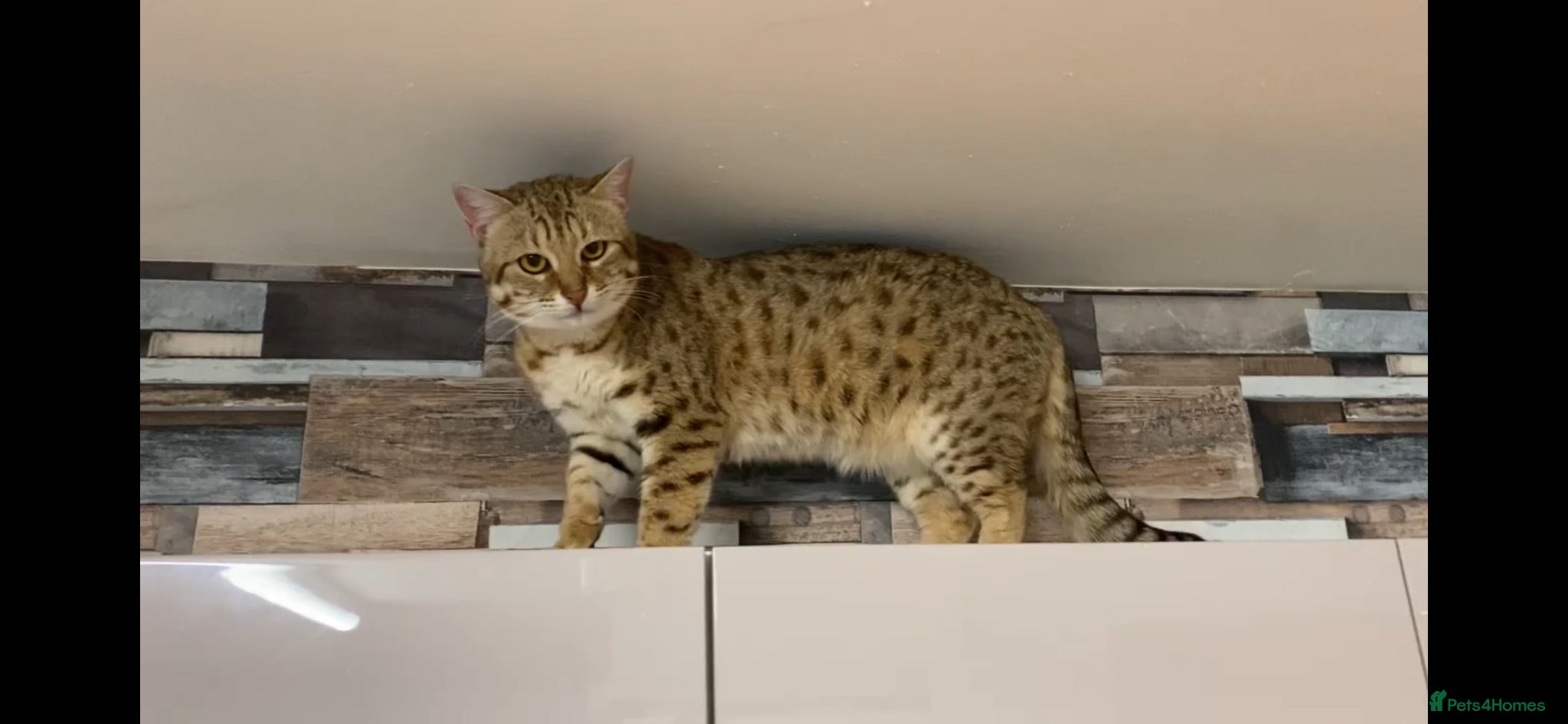 Mixed Breed cats Bengal x Savannah babies - Advert 1