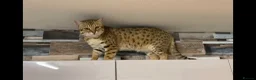 Mixed Breed cats for sale: Bengal x Savannah babies - Advert 1