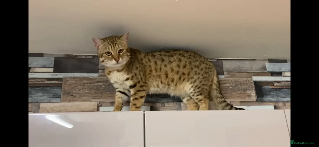 Mixed Breed cats for sale: Bengal x Savannah babies - Advert 1