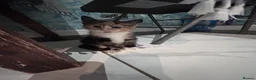 Domestic Shorthair cats for sale: 2 final kitties are waiting for their forever home - Advert 7