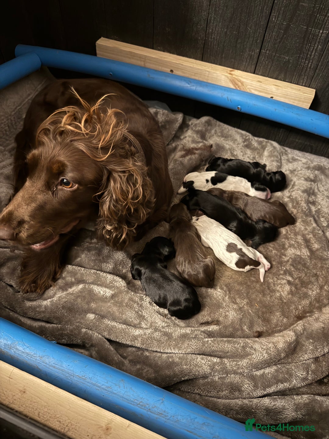 Cocker Spaniel dogs for sale: 7 cocker spaniel puppies for sale  - Advert 8