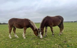 Welsh Section A horses for sale: Tame Gelding etm 11.2hh Kids Lead Rein Riding Pony - Advert 13