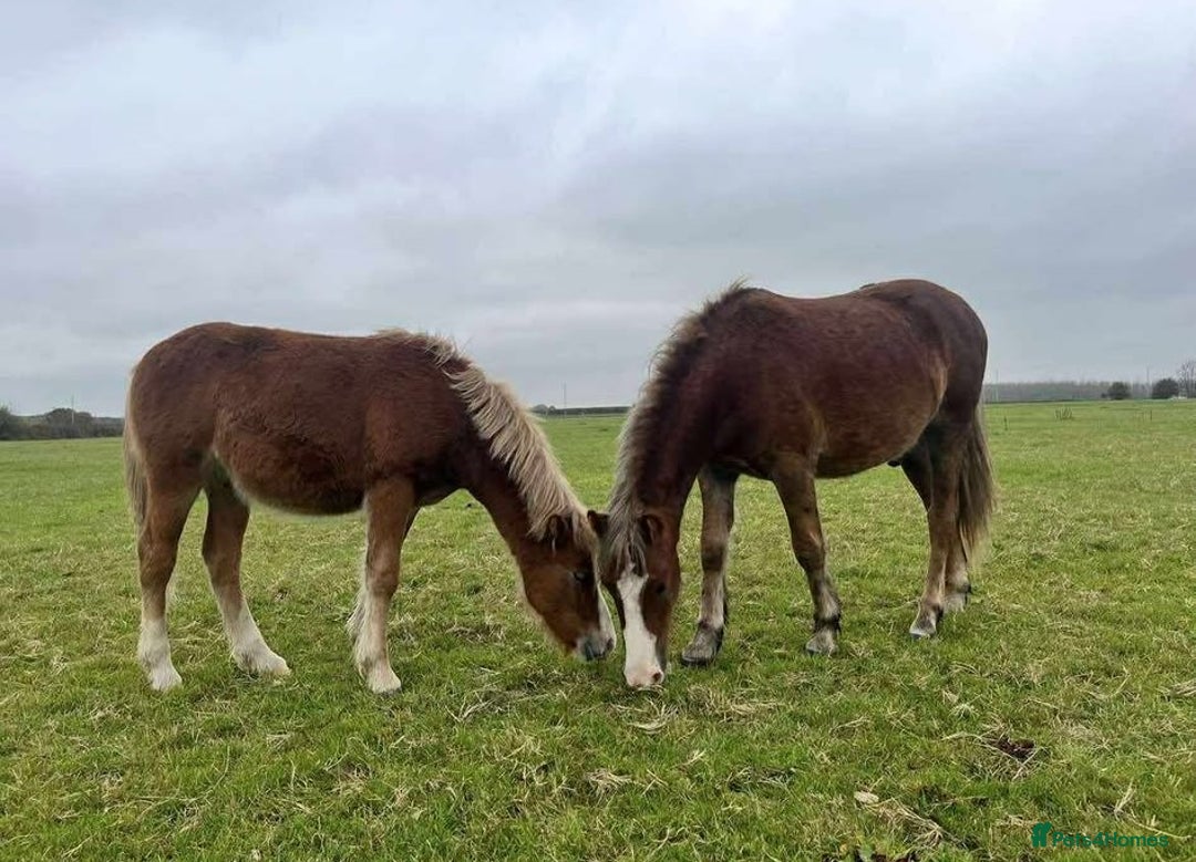Welsh Section A horses for sale: Tame Gelding etm 11.2hh Kids Lead Rein Riding Pony - Advert 13