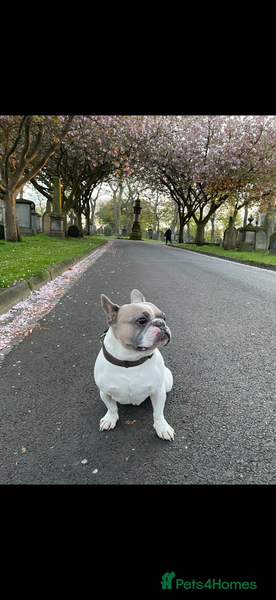 French Bulldog dogs French bulldog for stud - Advert 13