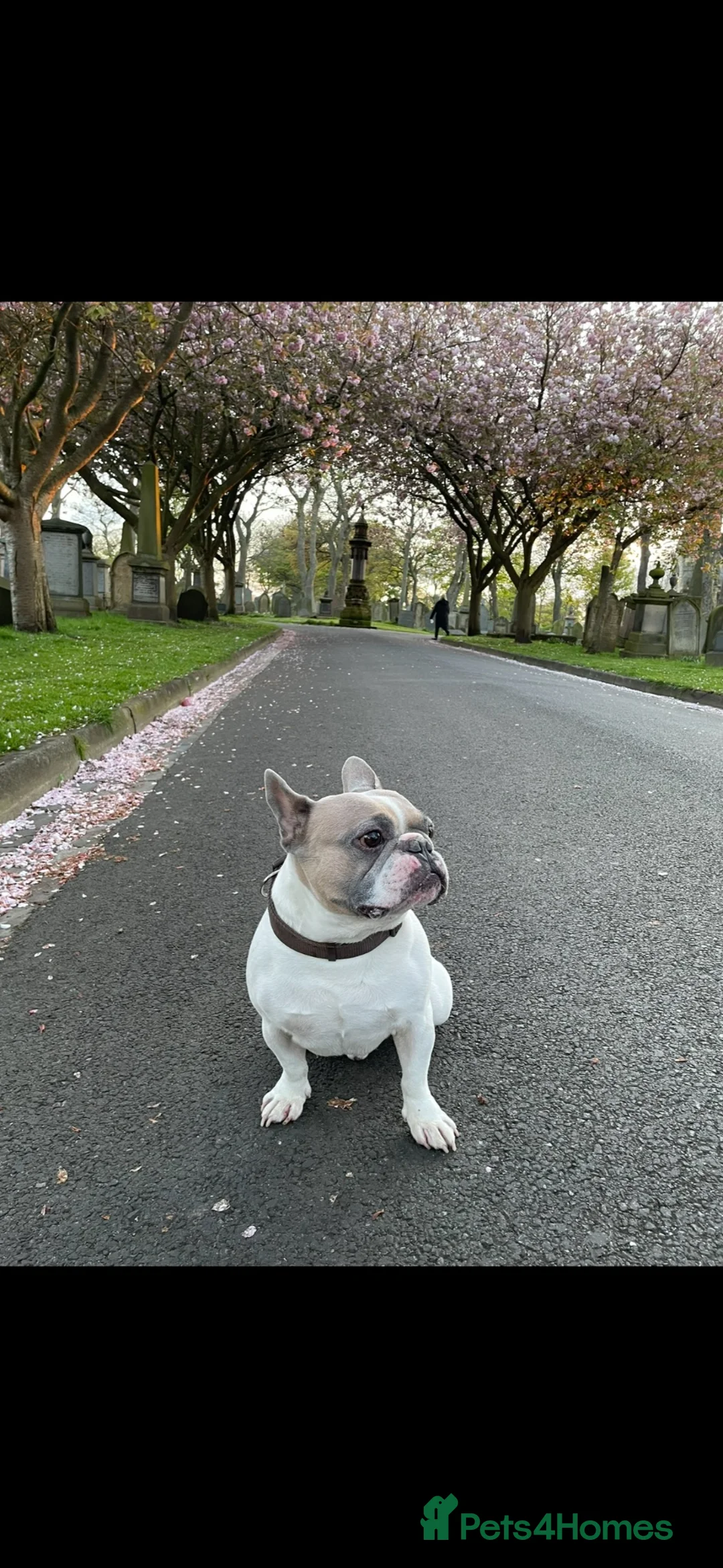 French Bulldog dogs for stud: French bulldog for stud in Sunderland - Advert 1