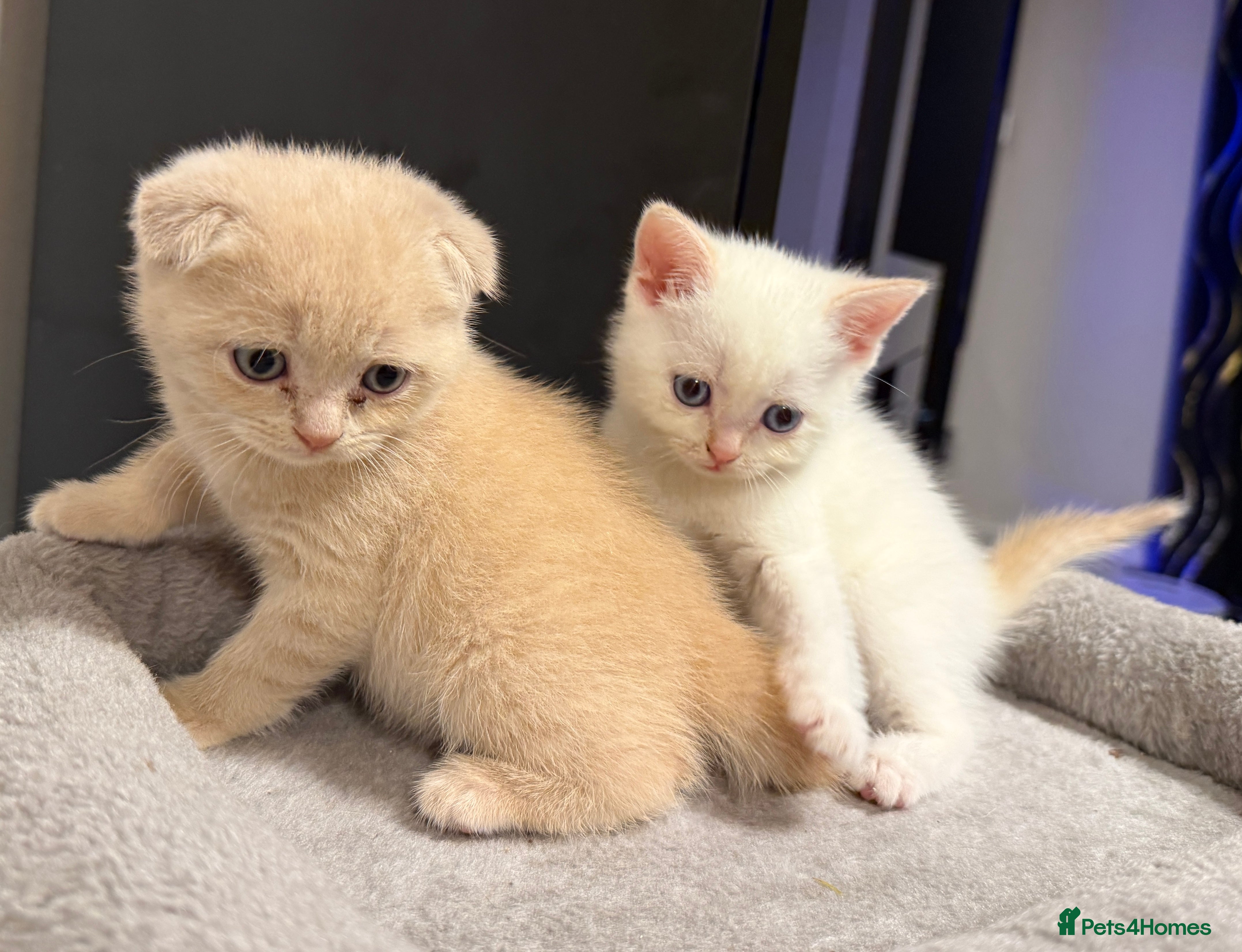 Scottish Fold cats 🩵Creamy Fold boy & white Straight girl left 🩷 - Advert 17