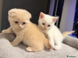 Scottish Fold cats 🩵Creamy Fold boy & white Straight girl left 🩷 - Advert 1