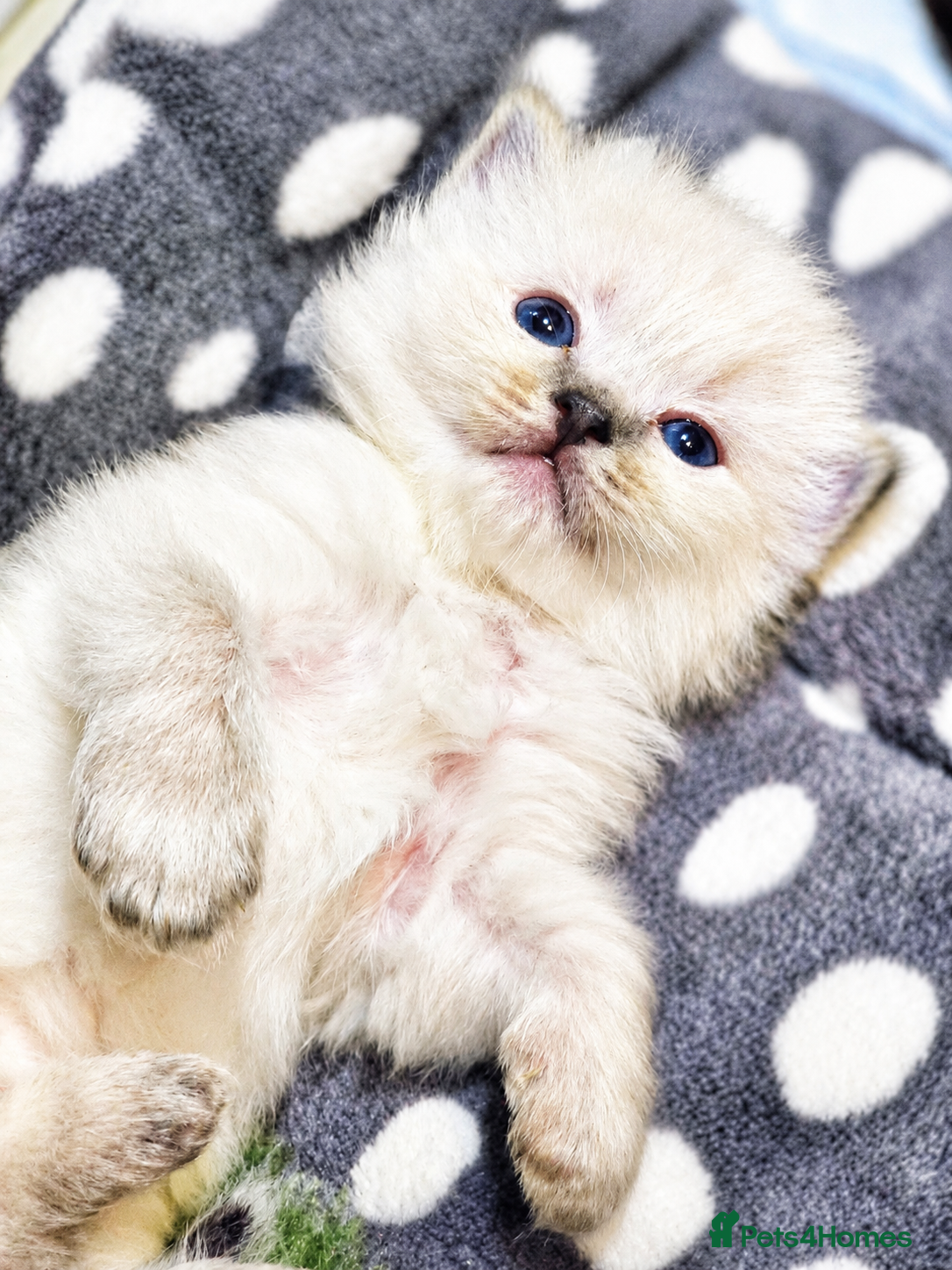Ragdoll cats 🐾𝐒𝐭𝐮𝐧𝐧𝐢𝐧𝐠 𝐑𝐚𝐠𝐝𝐨𝐥𝐥 𝐊𝐢𝐭𝐭𝐞𝐧𝐬🐾 - Advert 16