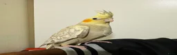 Cockatiels birds for sale: Hand Tamed/Untamed Beautiful Cockatiels available - Advert 6