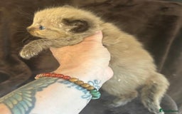 Ragdoll cats for sale: Beautiful ragdoll kittens  - Image 16