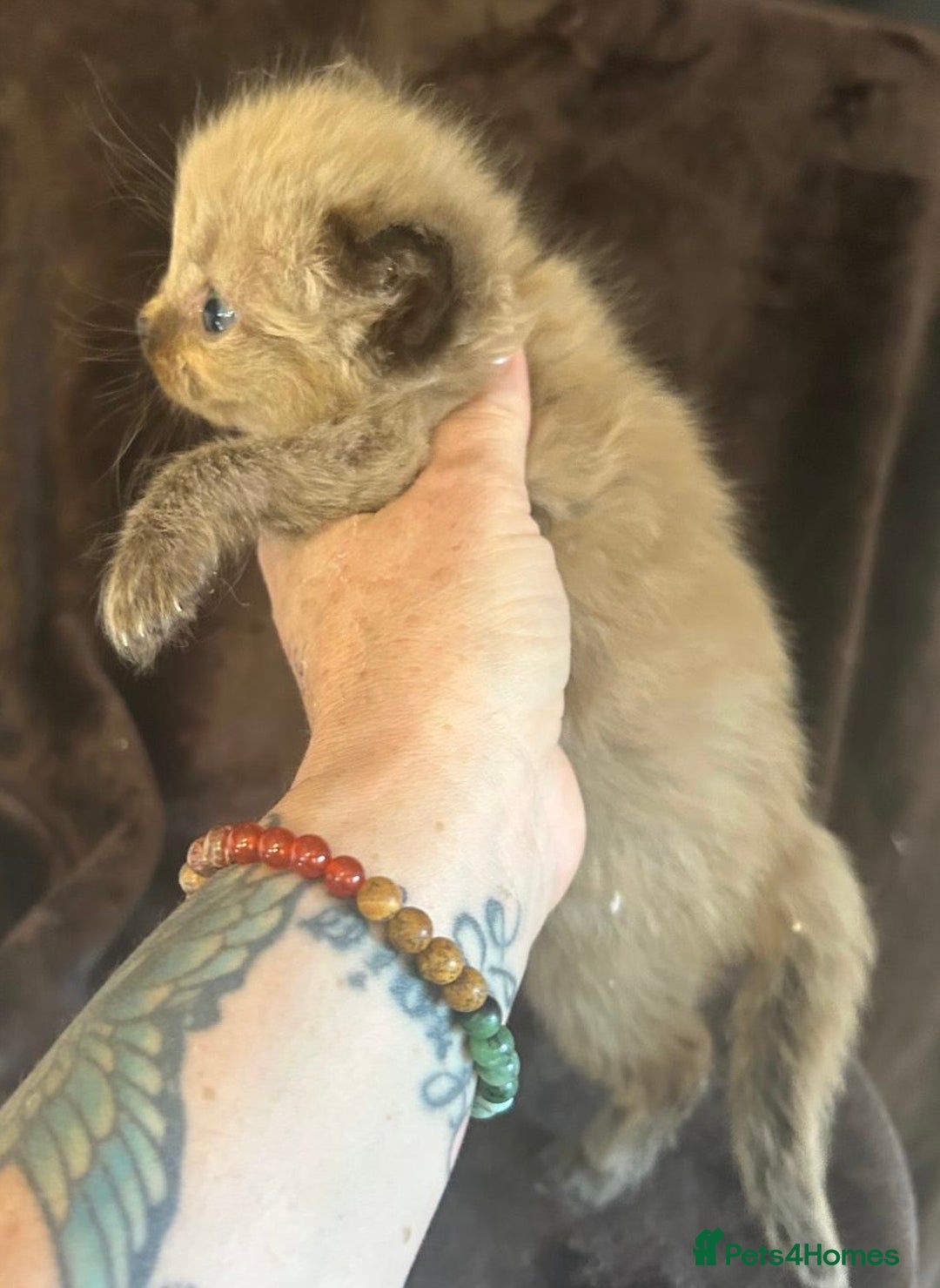 Ragdoll cats for sale: Beautiful ragdoll kittens  - Image 16