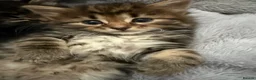 Maine Coon cats for sale: 🐾 Beautiful Maine Coon Kittens Ready Now! 🐾 - Advert 15