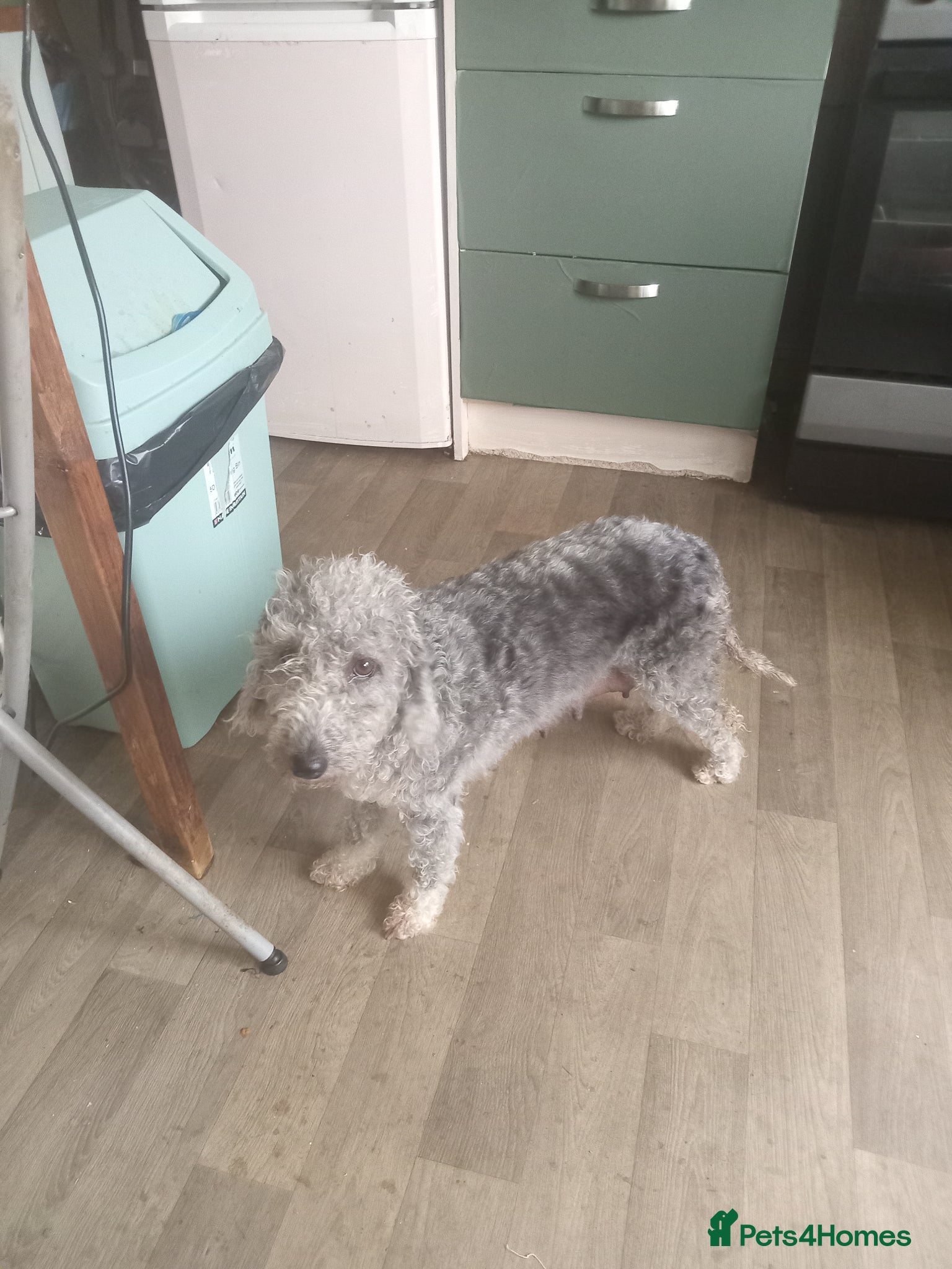 Bedlington Terrier dogs Lovely Bedlington puppies  - Advert 2