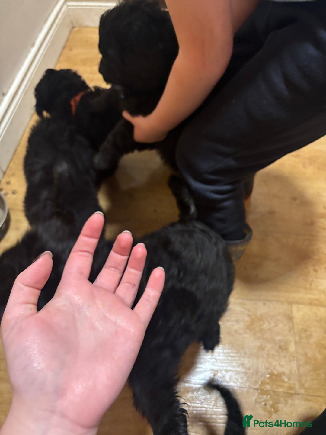 Cockapoo dogs for sale: Cockapoo for sale - Advert 7