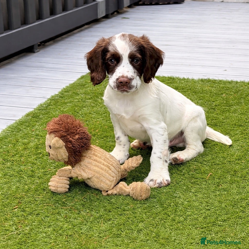 English Springer Spaniel dogs Cheeky Springer Spaniel Pups  - Advert 1