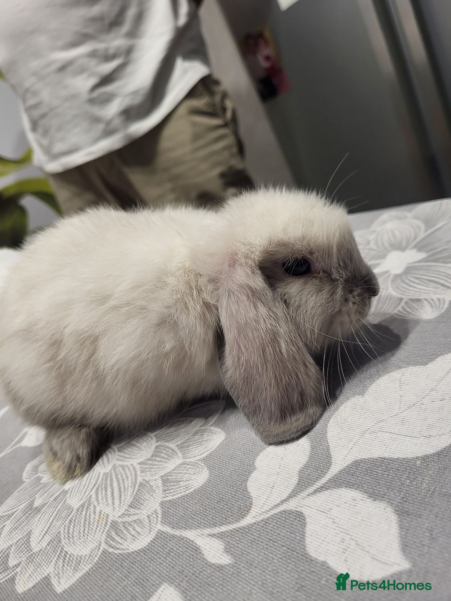 Mini Lop rabbits Beautiful Mini lop looking good a home - Advert 21