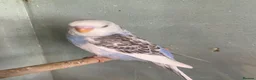 Budgerigars birds for sale: Baby budgies for sale - Advert 9