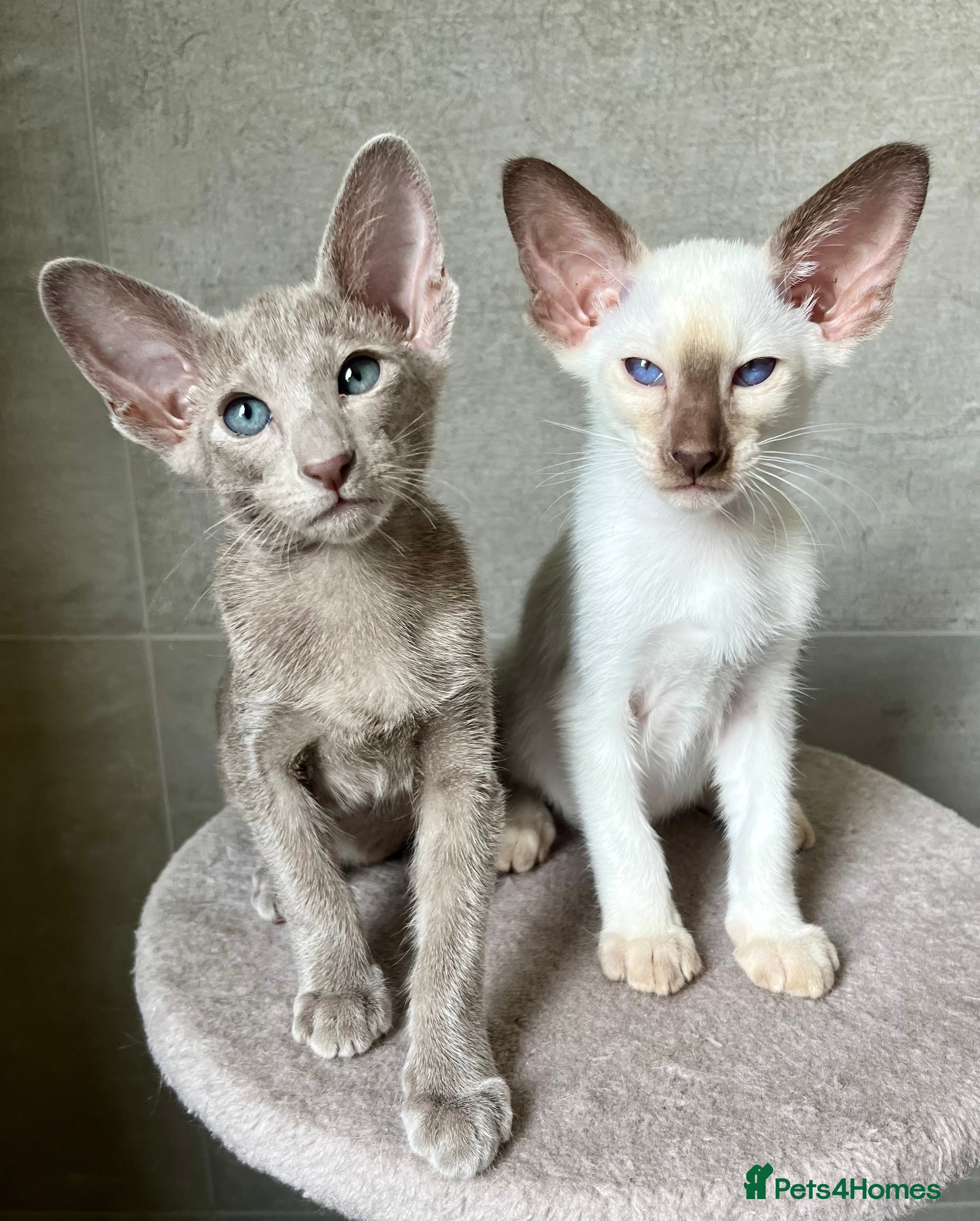 Siamese cats Outstanding pedigree Lilac Oriental kittens - Advert 3