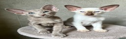 Siamese cats for sale: Outstanding pedigree Siamese Oriental kittens - Advert 1