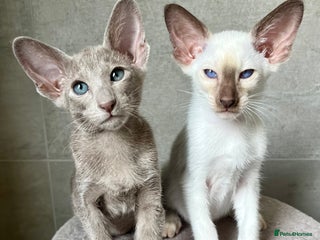 Siamese cats Outstanding pedigree Siamese Oriental kittens - Advert 9