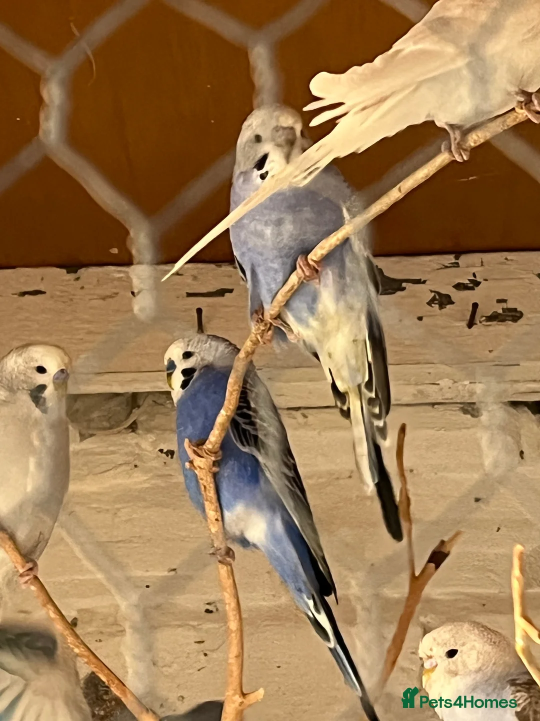 Mixed Breed birds for sale: Budgies for sale - Advert 15