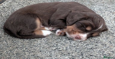 Cocker Spaniel dogs Chocolate/Chocolate Tan working cocker pups - Advert 7