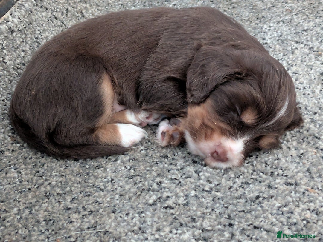 Cocker Spaniel dogs for sale: Chocolate/Chocolate Tan working cocker pups - Advert 3