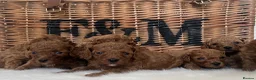 Cavapoo dogs for sale: Stunning deep red TOY cavapoo pups - Advert 33
