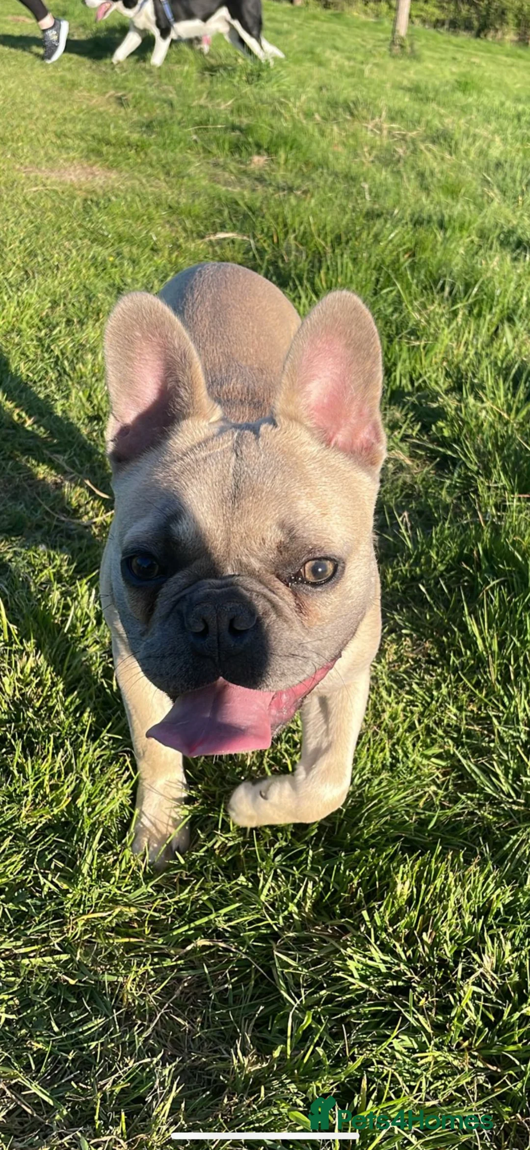 French Bulldog dogs for stud: Handsome Frenchie STUD - Advert 2