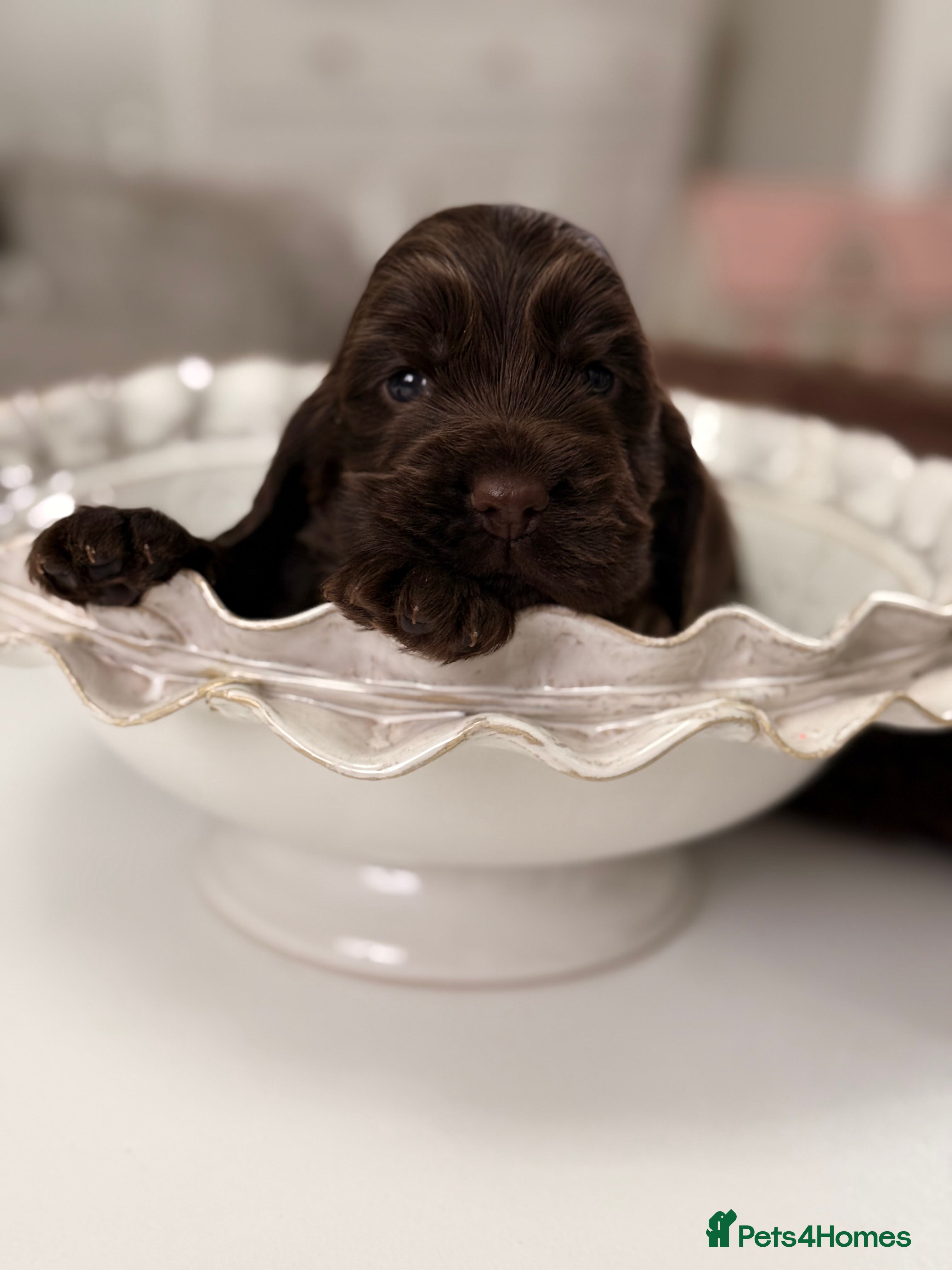 Cocker Spaniel dogs Show cocker spaniels  - Advert 17