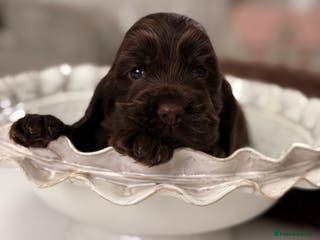 Cocker Spaniel dogs Show cocker spaniels - Advert 17